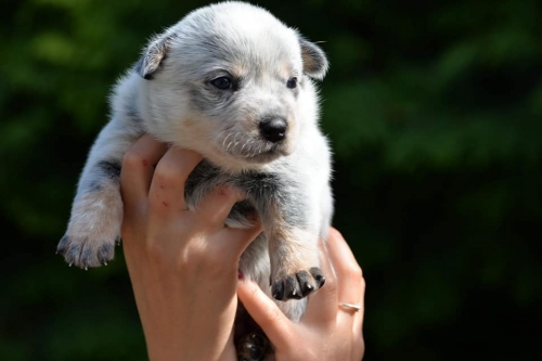 HAZEL - female - 3 weeks old